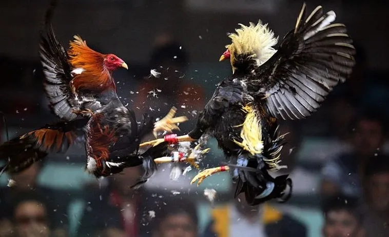 Bậc Thầy Đá Gà Sabong Bet88 Chiến Thuật Bất Bại Từ Cao Thủ 1 Bậc Thầy Đá Gà Sabong Bet88 Chiến Thuật Bất Bại Từ Cao Thủ